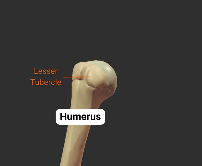 Lesser Tubercle - anterior - isolated